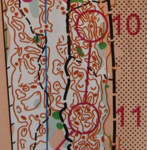 This map shows two controls - number 10 & 11 - on a strip of beach pine forest.